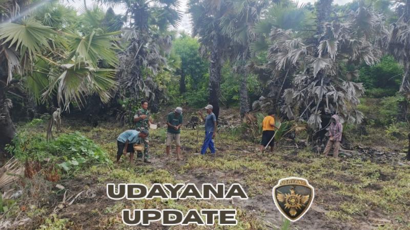 Wujud Kepedulian TNI, Babinsa Bantu Petani Tanam Jagung di Kecamatan Haharu