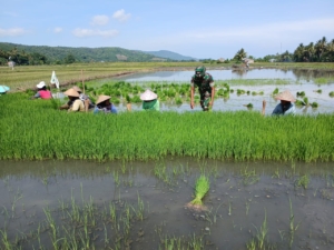 Bahu-Membahu dengan Petani, Babinsa Koramil 1612-04/Elar Semangati Penanaman Padi