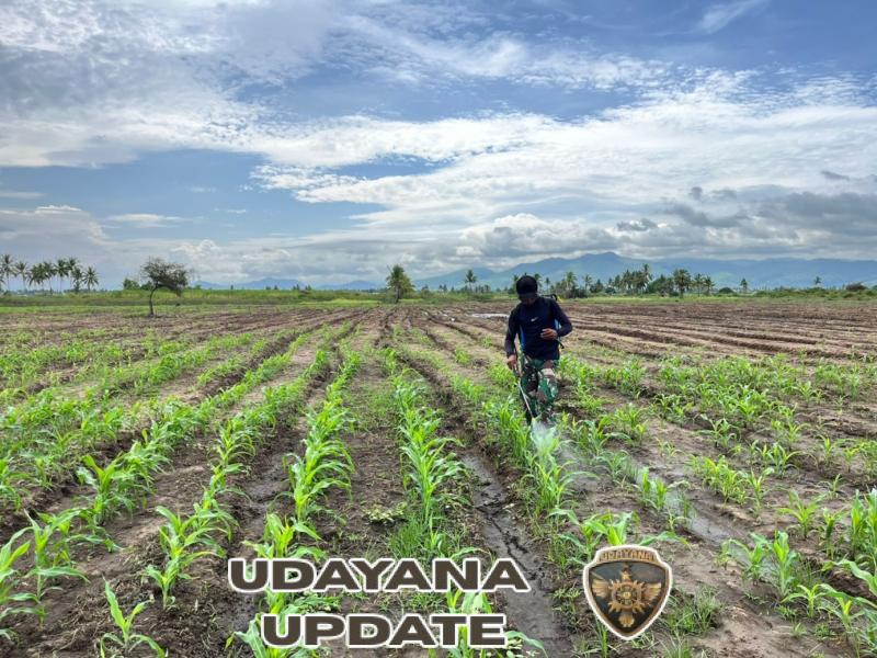 Kompi Pertanian Yonif TP 834/WM Laksanakan Kegiatan Pertanian Terpadu di Akhir Tahun 2025