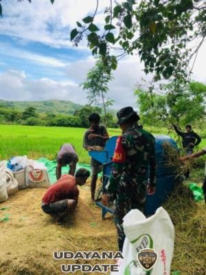 Wujud Kemanunggalan TNI, Babinsa Karera Turun Langsung Bantu Petani