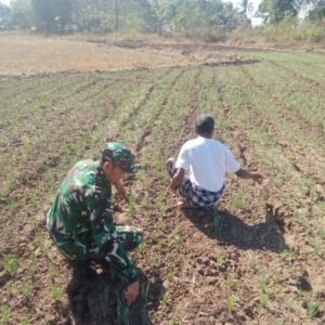 Babinsa Serka Masrin Komsos dengan Petani Bawang di Desa Manurara