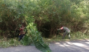 Babinsa Koramil Miobar Turun Tangan Atasi Tanaman Liar yang Mengganggu Jalan Desa