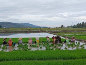 Dukung Ketahanan Pangan, Kopda Suhardiman Dampingi Petani Panen Bibit Padi