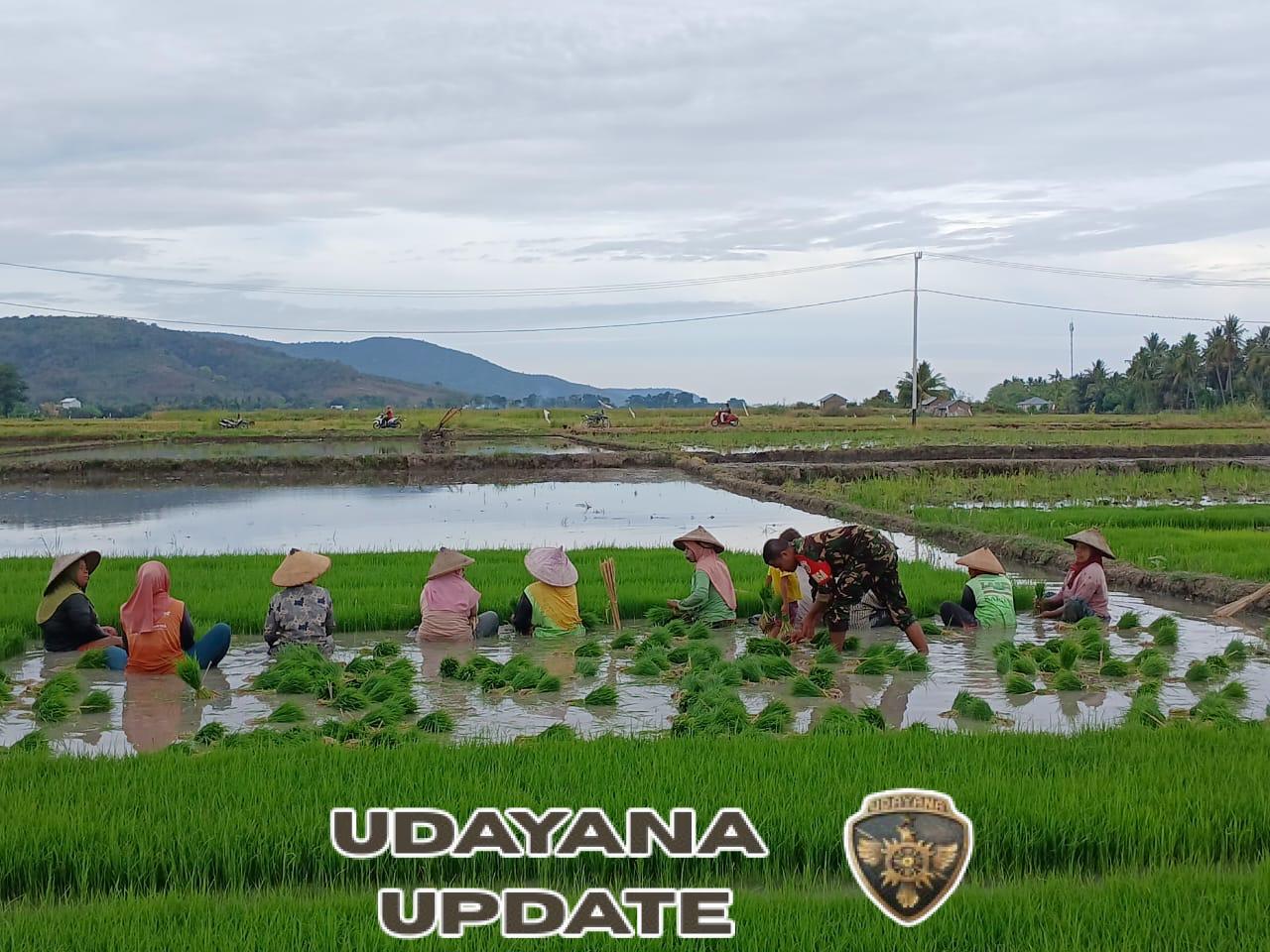 Dukung Ketahanan Pangan, Kopda Suhardiman Dampingi Petani Panen Bibit Padi