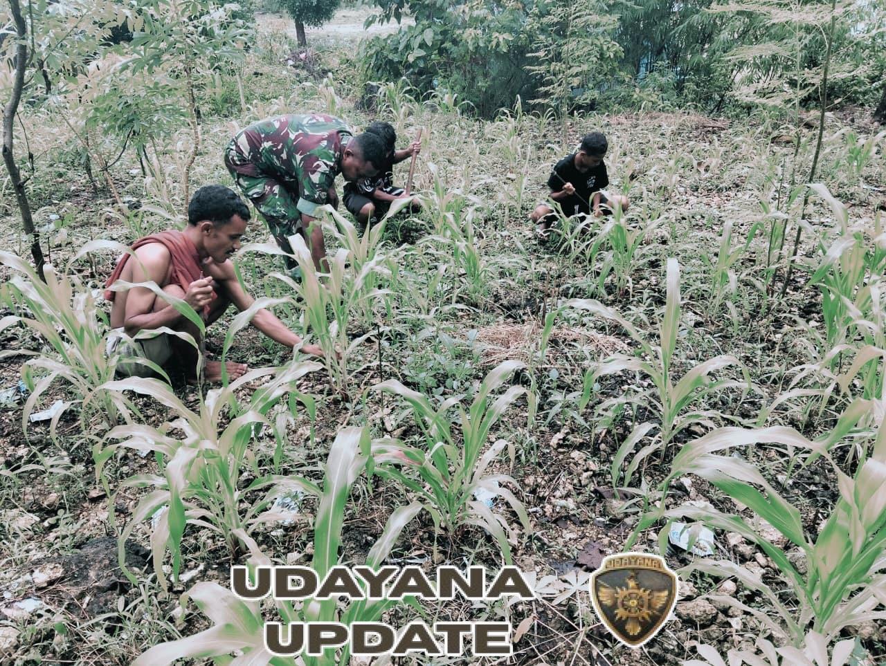 Babinsa Koramil 1618-03/Insut Turun Langsung Dampingi Warga Kelola Perkebunan Desa Fafinesu