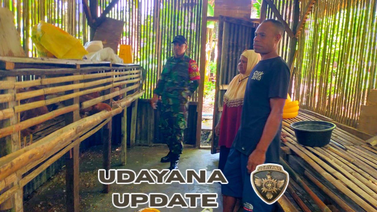 Dukung Program MBG, Babinsa Abal Dampingi Kelompok Ayam Petelur