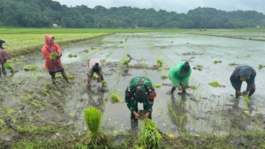 Babinsa Koramil 01/Lewa Turun ke Sawah, Bantu Petani Tanam Padi di Rakawatu