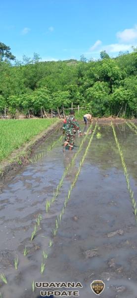 Wujud Kepedulian TNI, Babinsa Koramil 03/Pahunga Lodu Bantu Petani Tanam Padi