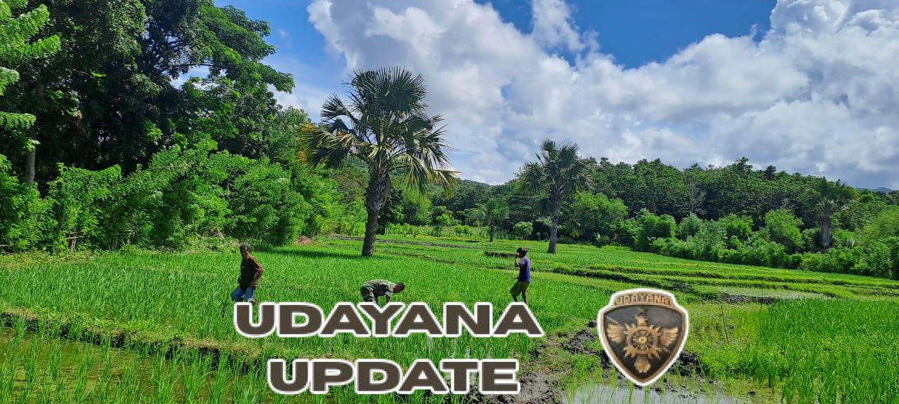 Babinsa Kodim 1601/Sumba Timur Turun ke Sawah Dukung Kelancaran Pertanian Warga