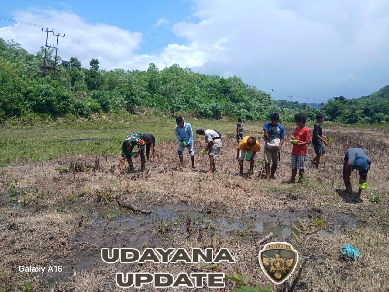 Babinsa Pratu Denis Nderu Peta Laksanakan Pendampingan Tanam Padi di Wudipandak