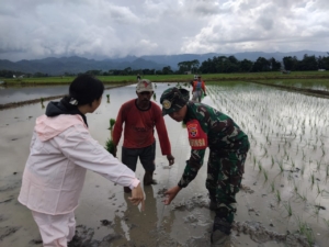 Kawal Kedaulatan Pangan, Babinsa Koramil 1630-01/Komodo Dampingi Penangkaran Padi Mandiri di Desa Sepang