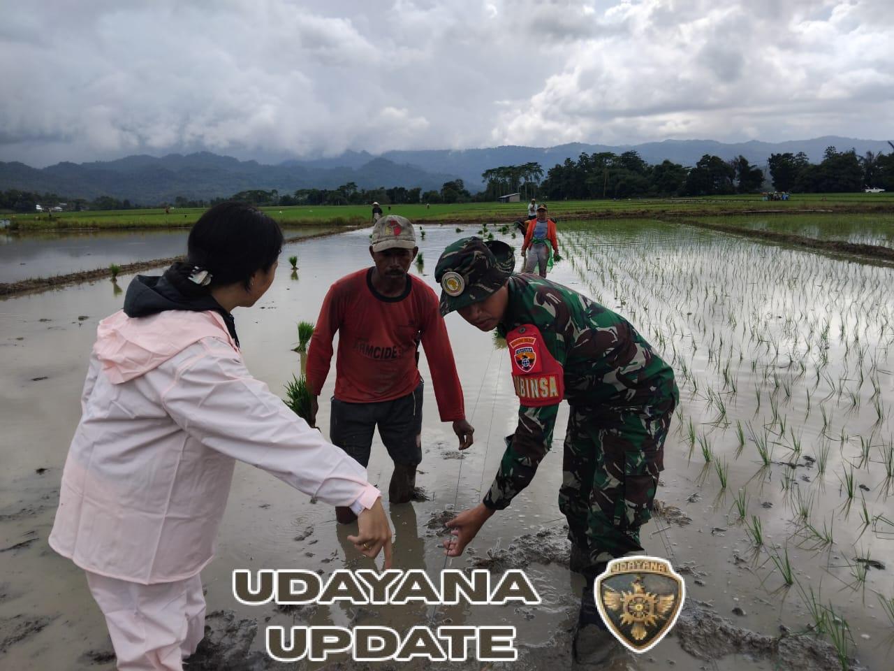 Kawal Kedaulatan Pangan, Babinsa Koramil 1630-01/Komodo Dampingi Penangkaran Padi Mandiri di Desa Sepang