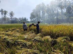 Dukung Ketahanan Pangan, Babinsa Koramil Talibura Turun Langsung Bantu Petani Panen Padi