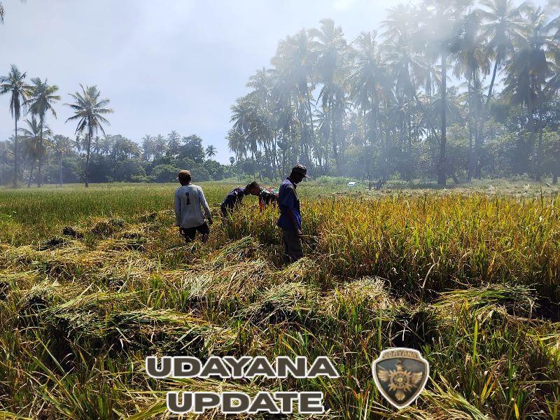 Dukung Ketahanan Pangan, Babinsa Koramil Talibura Turun Langsung Bantu Petani Panen Padi