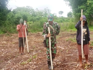 Babinsa Koramil 03/Katikutana Dampingi Warga Tanam Jagung di Desa Malinjak