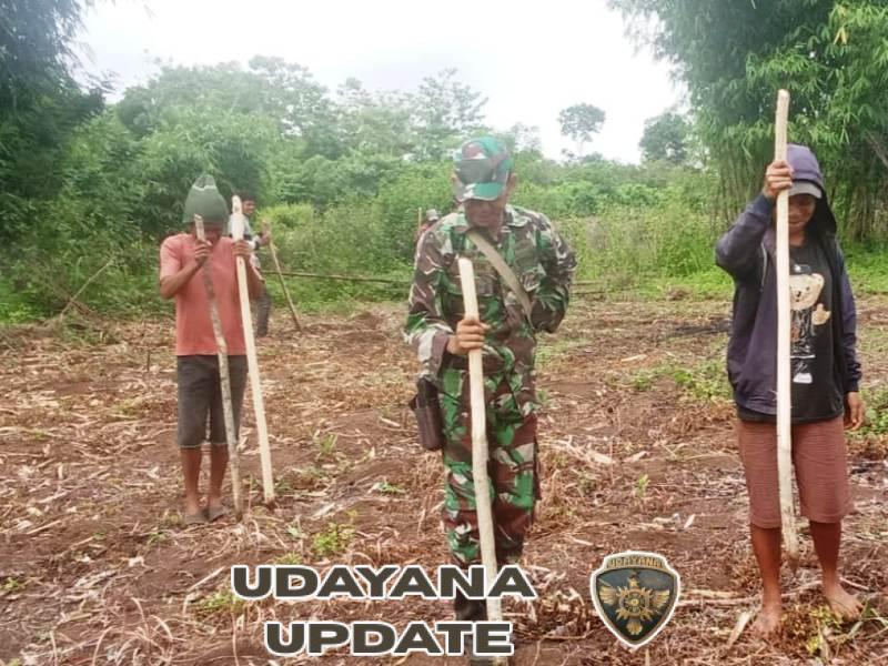 Babinsa Koramil 03/Katikutana Dampingi Warga Tanam Jagung di Desa Malinjak