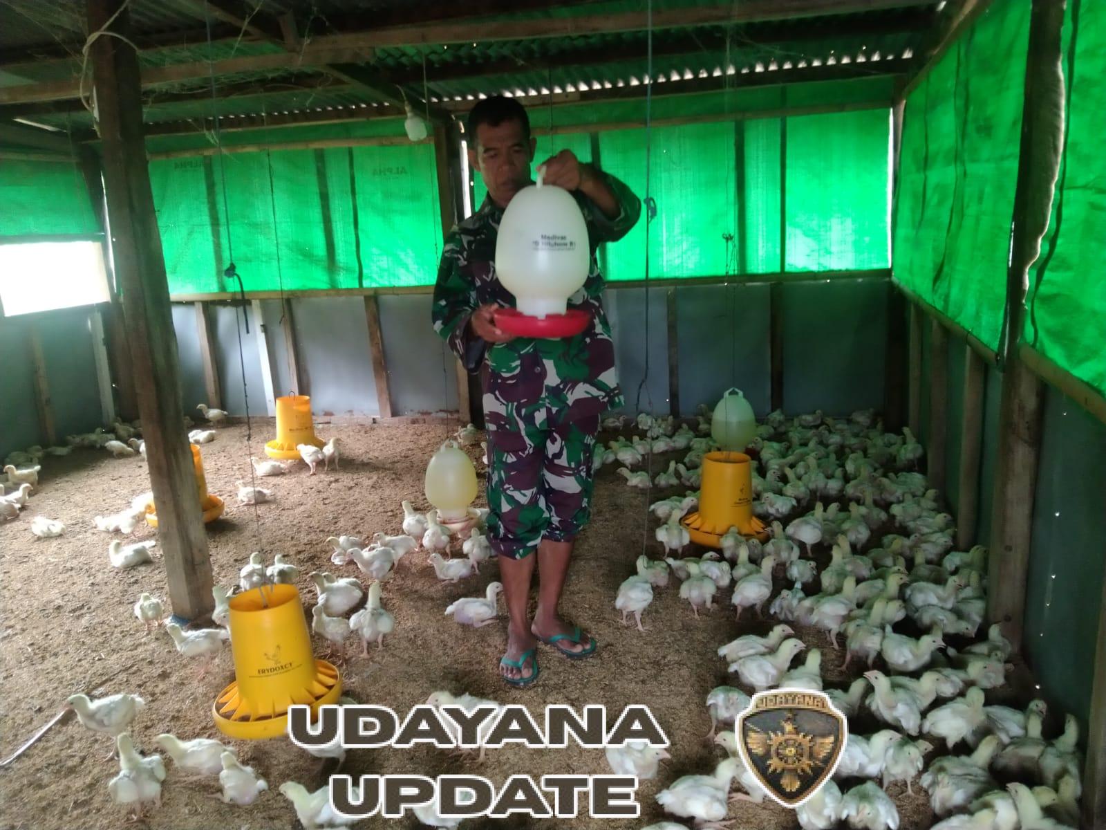 Serma M. Saidin Kembangkan Usaha Ayam Potong di Sela Tugas Babinsa