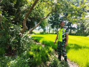 Dukung Ketahanan Pangan, Babinsa Turun Langsung ke Sawah