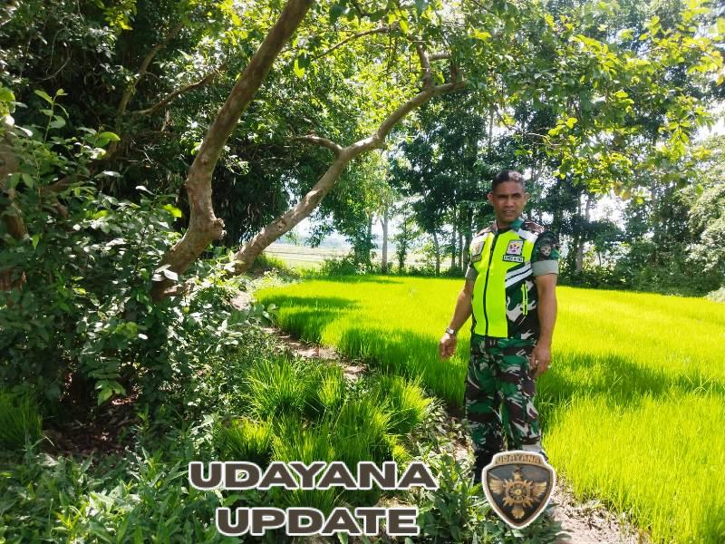 Dukung Ketahanan Pangan, Babinsa Turun Langsung ke Sawah