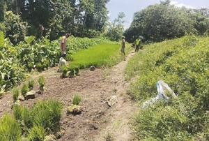 Dukung Ketahanan Pangan, Babinsa Turun Langsung ke Sawah