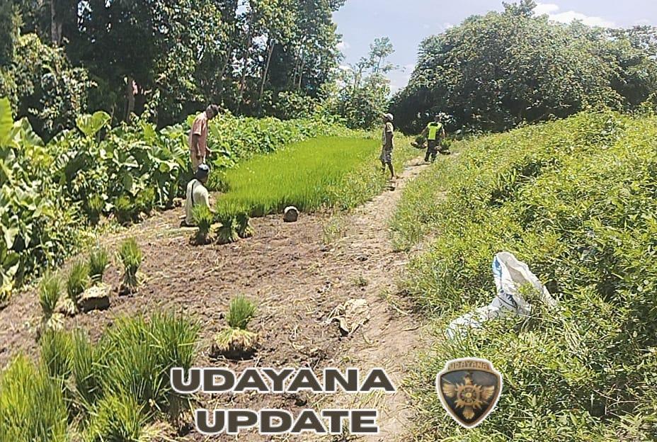 Dukung Ketahanan Pangan, Babinsa Turun Langsung ke Sawah