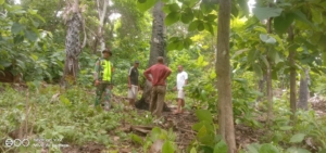 Babinsa Koramil 1627-01/Ba’a Dampingi Pembersihan Lahan KDKMP Desa Oeleka