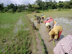 Wujud Kemanunggalan TNI-Rakyat, Babinsa Bantu Tanam Padi di Mamboro