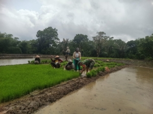 Perkuat Ketahanan Pangan, Babinsa Koramil 1630-03/Macang Pacar Dampingi Petani Watu Manggar Panen Bibit Padi