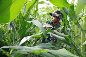 Dipimpin Letda Inf Freitas, Kompi Senapan B Yonif TP 834/WM Optimalkan Lahan Marshalling Area untuk Ketahanan Pangan