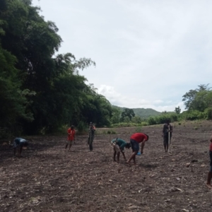 Dukung Ketahanan Pangan, Babinsa Tabundung Turun Sawah Bersama Warga