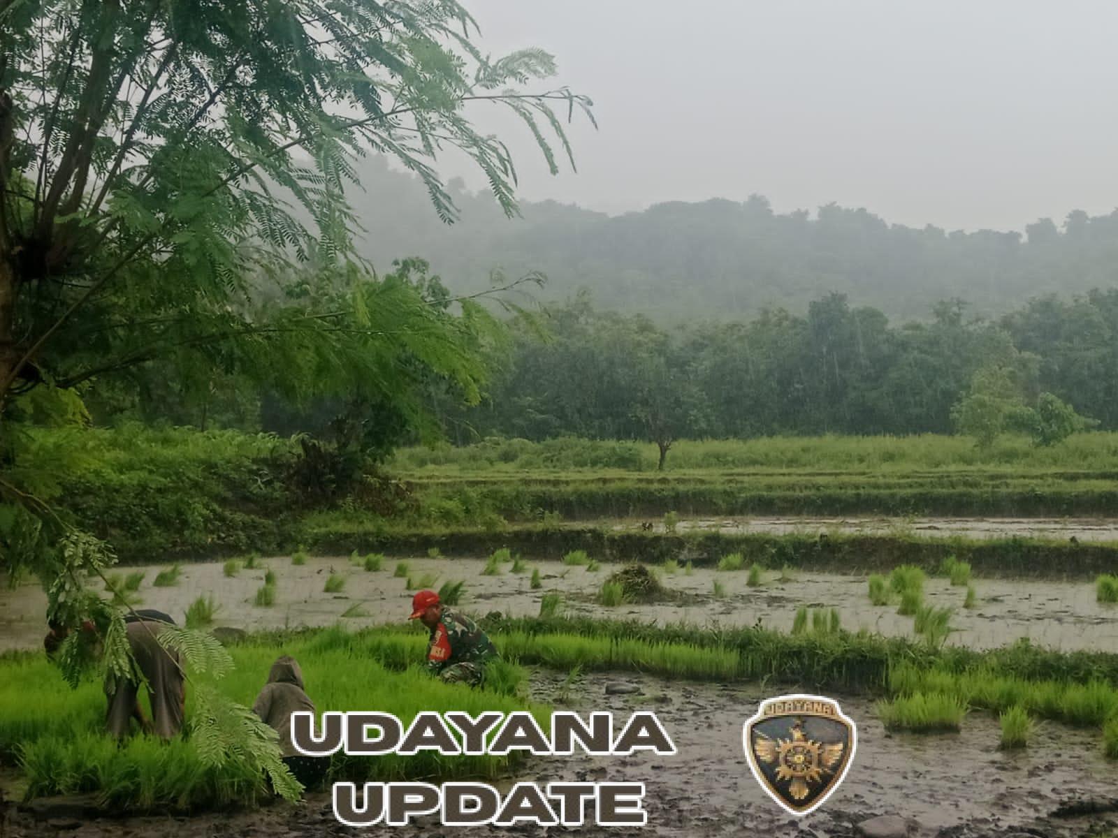 Serka Dominggus Lay Turun ke Sawah, Bantu Petani Tanam Padi di Desa Nggongi