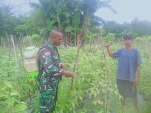 Optimalkan Pertumbuhan Tanaman Tomat, Anggota Satgaster Pos Halibete 2 Bantu Petani Lakukan Pemupukan
