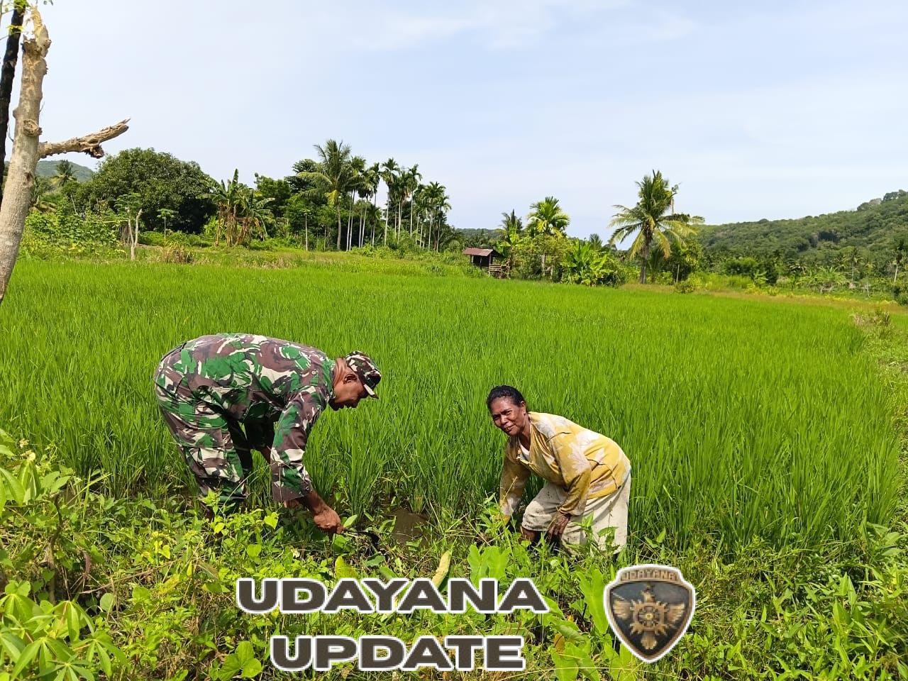 Sertu Musa Bagaisar Laksanakan Bakti Pertanian di Lahan Sawah Warga