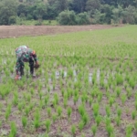 Babinsa Koramil 1601-04/Tabundung Bantu Petani Cabut Rumput Padi di Desa Praingkareha