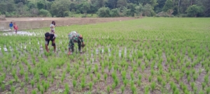 Babinsa Koramil 1601-04/Tabundung Bantu Petani Cabut Rumput Padi di Desa Praingkareha