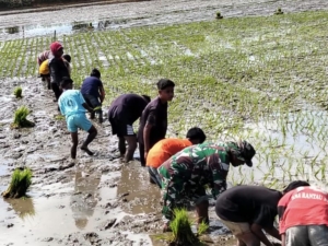 Dukung Ketahanan Pangan, Babinsa Loli Gotong Royong Tanam Padi Bersama Warga