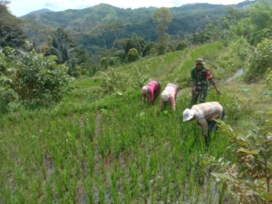 Babinsa Koramil 1630-03/MP Dampingi Petani Bersihkan Gulma di Lahan Padi