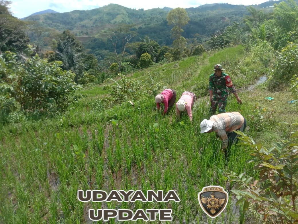 Babinsa Koramil 1630-03/MP Dampingi Petani Bersihkan Gulma di Lahan Padi