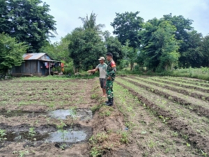 Babinsa Omesuri Lakukan Monitoring dan Pendampingan Pertanian Warga