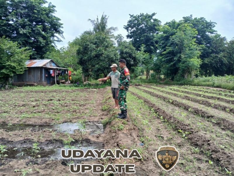 Babinsa Omesuri Lakukan Monitoring dan Pendampingan Pertanian Warga