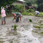 Bersatu dalam Lumpur Sawah, Babinsa dan Warga Oepuah Utara Tanam Padi Bersama