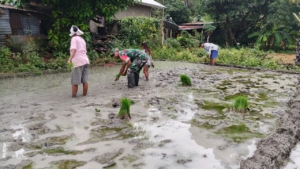 Bersatu dalam Lumpur Sawah, Babinsa dan Warga Oepuah Utara Tanam Padi Bersama