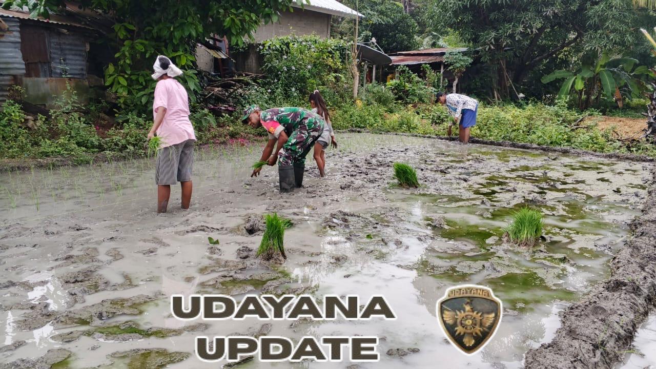 Bersatu dalam Lumpur Sawah, Babinsa dan Warga Oepuah Utara Tanam Padi Bersama