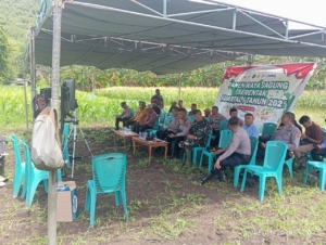 Panen Raya Jagung Serentak Digelar di Desa Petleng Secara Daring