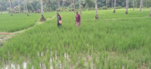 Babinsa Koramil 1630-03/MP Perkuat Ketahanan Pangan Lewat Pendampingan Petani Padi