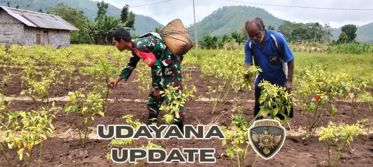 Babinsa Malaipea Dampingi Warga Panen Cabai di Alor Selatan