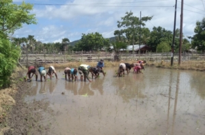 Babinsa Koramil 1618-06/Bian Turun ke Sawah, Wujud Nyata Pembinaan Teritorial di Desa Ponu