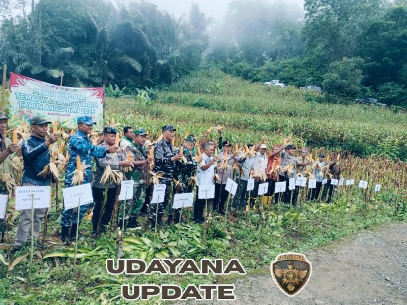 Dandim 1630/Mabar Bersama Forkopimda Hadiri Panen Jagung Hibrida di Golo Damu