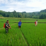Babinsa Walakaka Turun ke Sawah Bantu Warga Rawat Tanaman Padi
