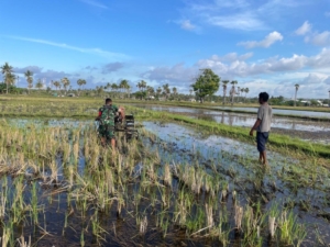 Tak Kenal Hari Minggu, Babinsa Rindi Umalulu Terus Dampingi Petani Olah Sawah